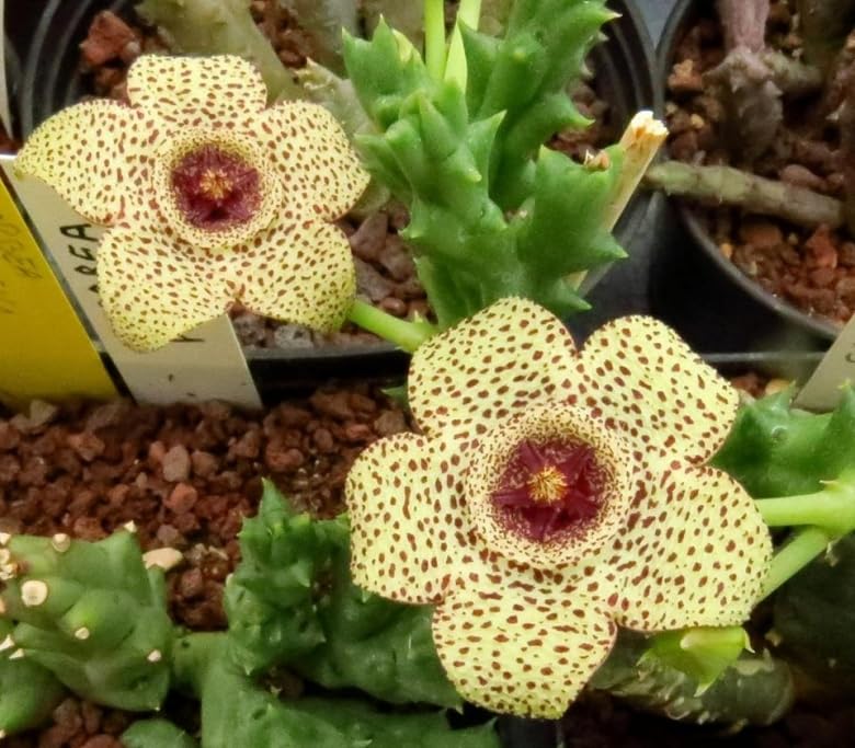 Gelb Stapelia Blumensamen zur Aussaat robust Sorte Traditionssorte & ohne Gentechnik Samen Hausgarten