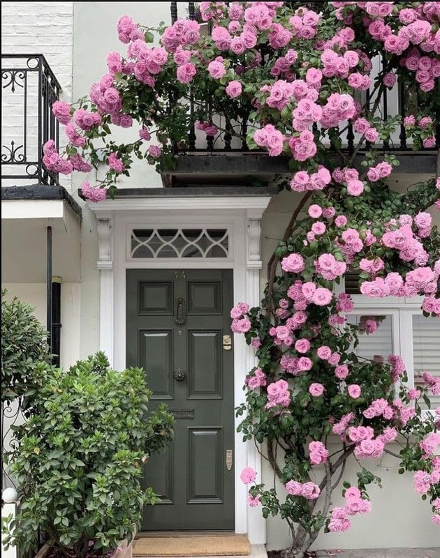 hell Rosa kletternd Rose Samen Blumensamen zur Aussaat duftend Blüten Traditionssorte & ohne Gentechnik Samen Hausgarten
