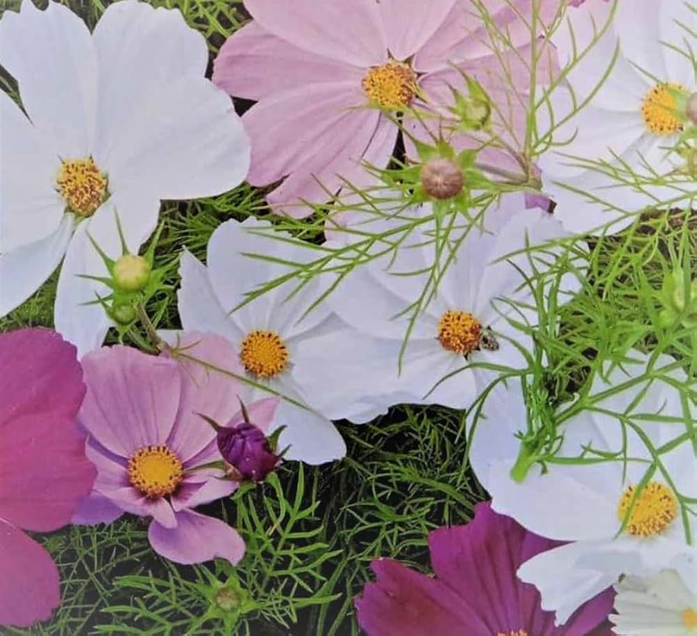 Sensation pinkie cosmos drought tolerant annual blume samen for soft rosa blooms