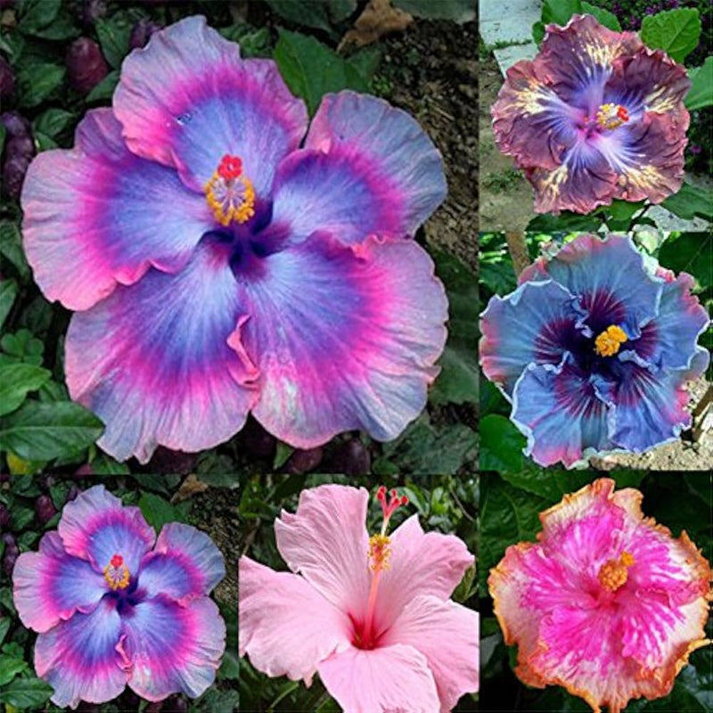 Lila Orange Hibiskus Blumensamen zur Aussaat – Bestäuber freundlich – Traditionssorte & ohne Gentechnik Samen Hausgarten
