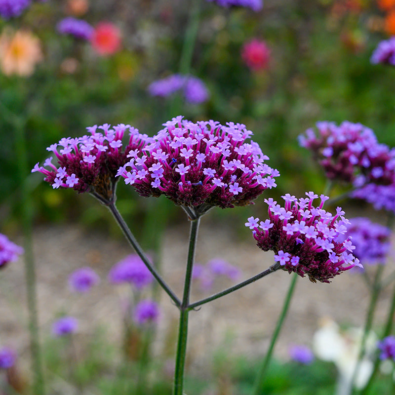 Lila Eisenkraut Blumensamen zur Aussaat duftend Blüten Traditionssorte & ohne Gentechnik Samen Hausgarten