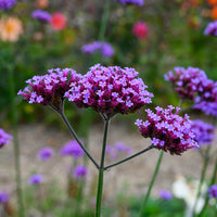 Lila Eisenkraut Blumensamen zur Aussaat duftend Blüten Traditionssorte & ohne Gentechnik Samen Hausgarten