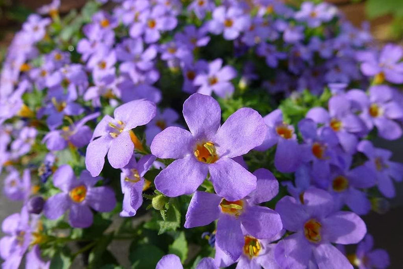 Bacopa blutopia blume samen for anpflanzung - premium quality, heirloom & gmo free samen for home garten
sale samen for home garten