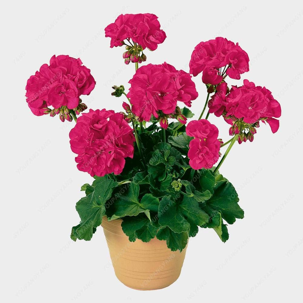 Pelargonium Peltatum Geranie Zimmerpflanzen