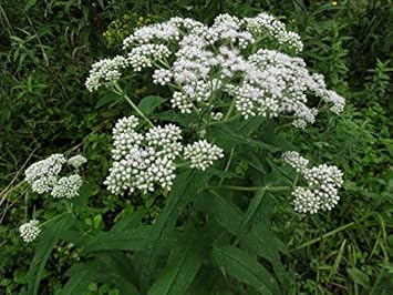 Weiß eupatorium perfoliatum blume samen for anpflanzung - vibrant colors, heirloom & gmo free samen for home garten
 
 sale samen for anpflanzung in home garten
