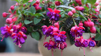 Rot (rot rosa) samen for anpflanzung in home garten