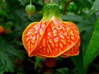 Rot Abutilon Striatum Blumensamen zur Aussaat – Schnitt Blume beliebt – Traditionssorte & ohne Gentechnik Samen Hausgarten