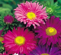 Rot Aster Kurenai Callistephus chinensis Samen zur Aussaat Blume Beet balcony Garten