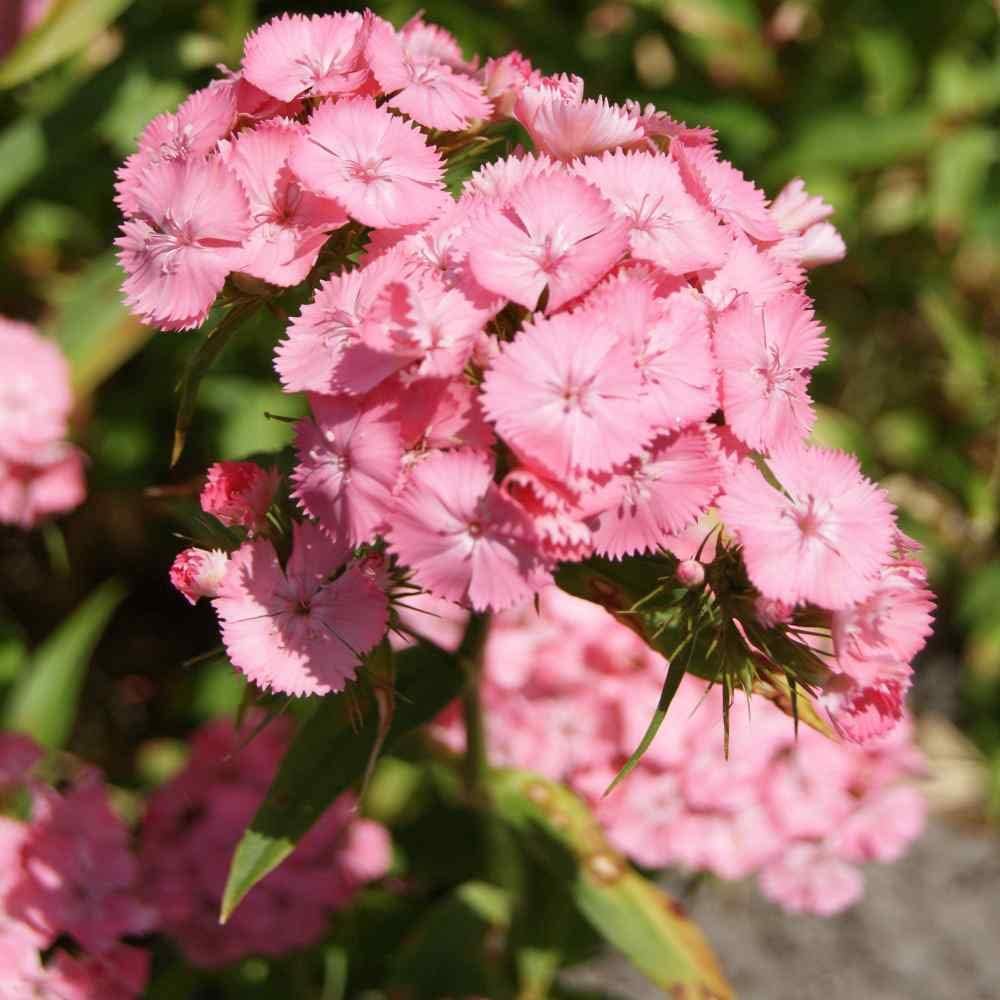 Light rosa dianthus blume samen for anpflanzung - hardy variety, heirloom & gmo free samen for home garten
 
 sale samen for anpflanzung in home garten