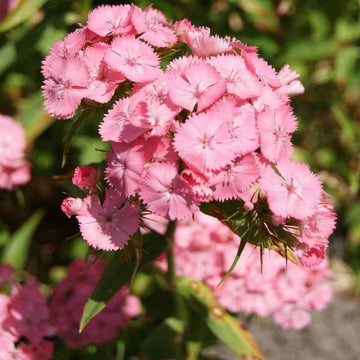 Light rosa dianthus blume samen for anpflanzung - hardy variety, heirloom & gmo free samen for home garten
 
 sale samen for anpflanzung in home garten
