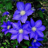 Himmelblau Waldrebe Hybridas Blumensamen zur Aussaat – Garten beliebt – Traditionssorte & ohne Gentechnik Samen Hausgarten