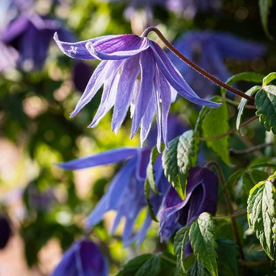 Blau Waldrebe Blumensamen zur Aussaat saisonal Dauerblüher Traditionssorte & ohne Gentechnik Samen Hausgarten