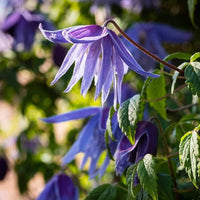 Blau Waldrebe Blumensamen zur Aussaat saisonal Dauerblüher Traditionssorte & ohne Gentechnik Samen Hausgarten
