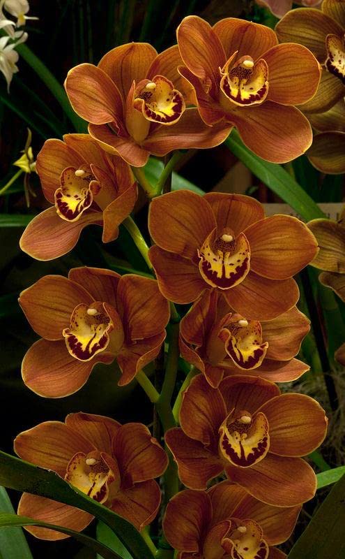 Braun Schmetterlingsorchidee Orchidee Blumensamen zur Aussaat Anzucht Traditionssorte & ohne Gentechnik Samen Hausgarten