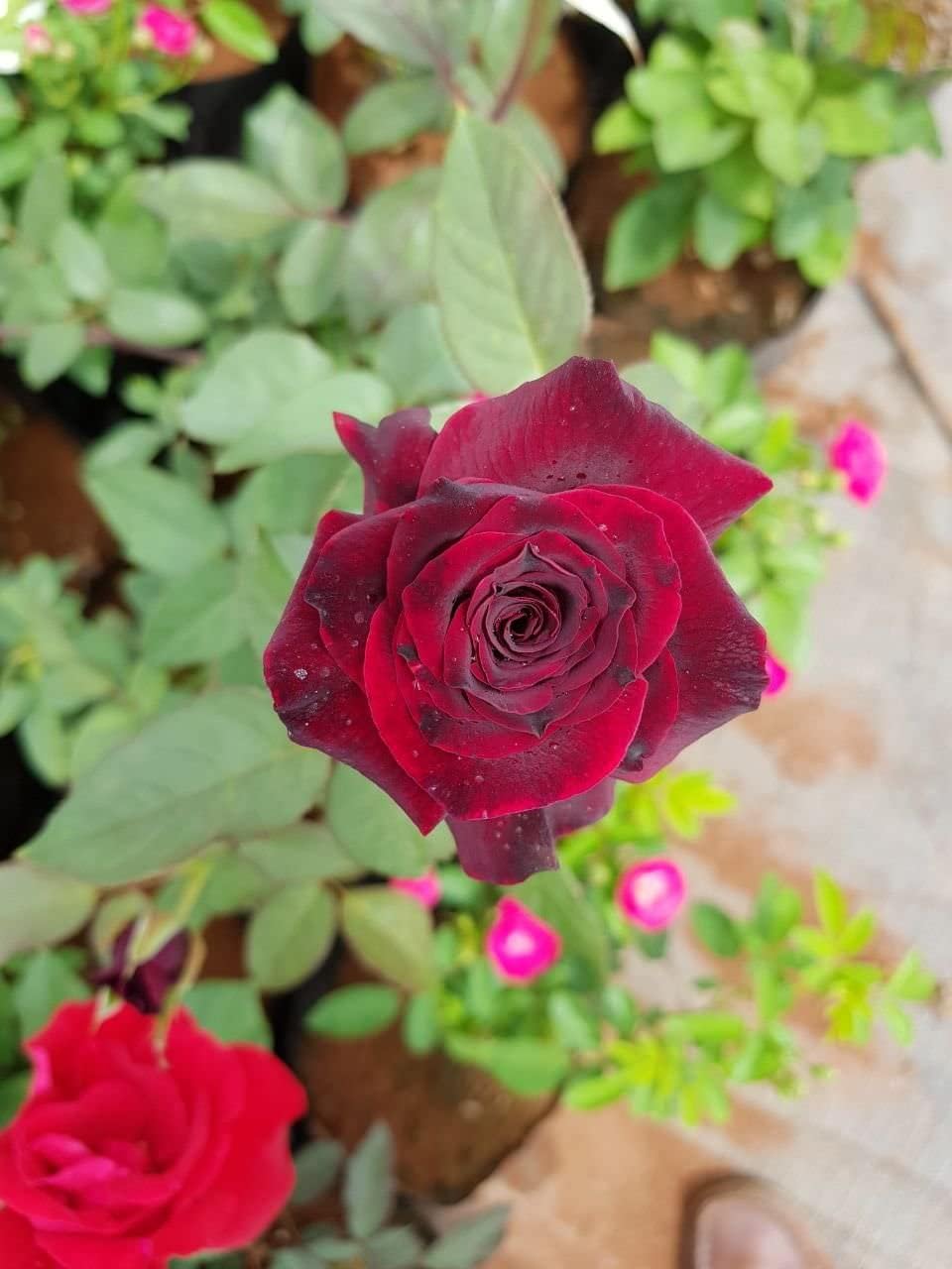 Maroon (maroon rose) samen for anpflanzung in home garten