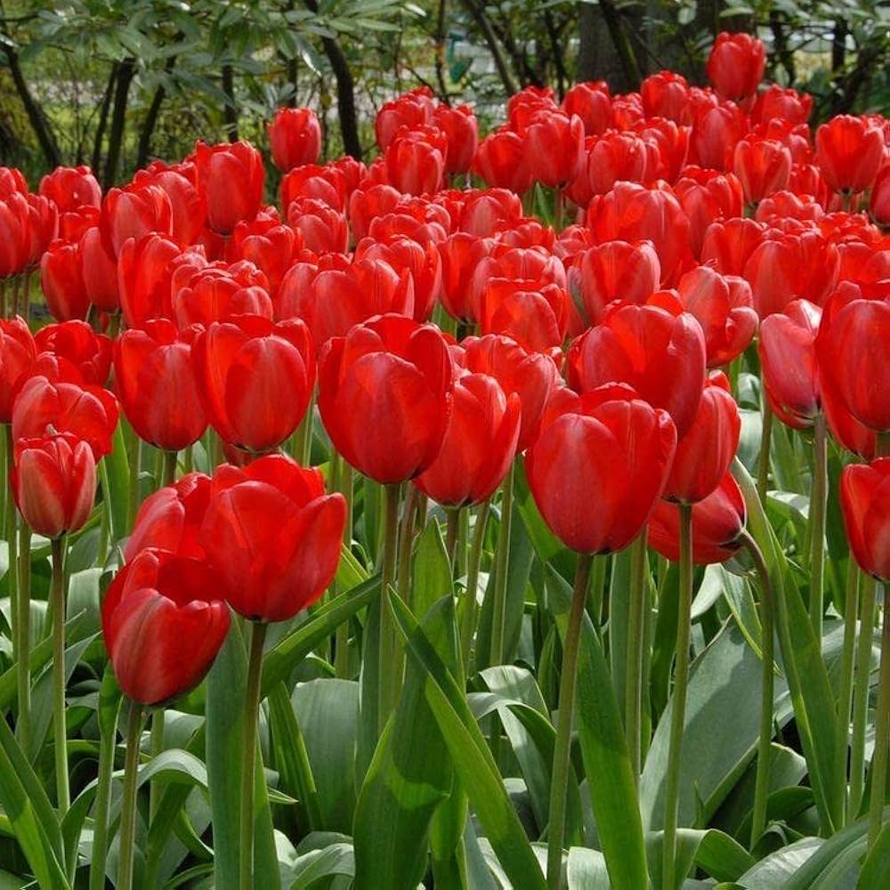 tief Rot Tulpe Blumensamen leuchtend Blüten Traditionssorte & ohne Gentechnik Samen Hausgarten