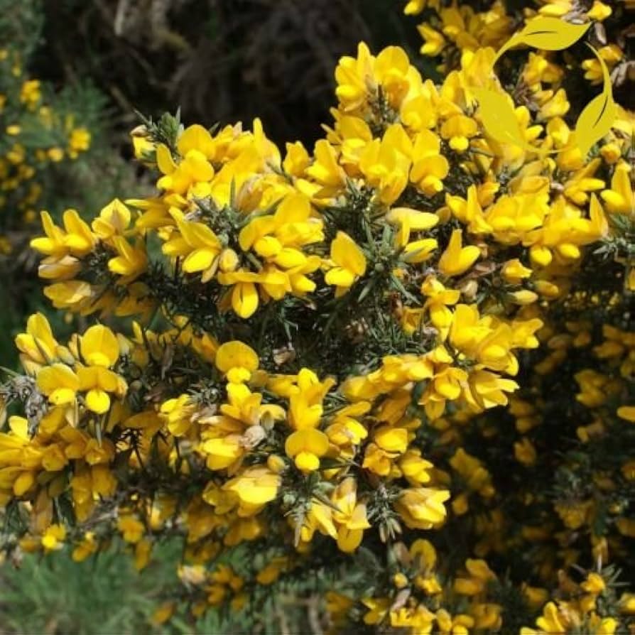 Gorse Ulex Europaeus Blumensamen zur Aussaat – ideal Rabatten – Traditionssorte & ohne Gentechnik Samen Hausgarten