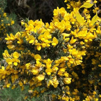 Gorse Ulex Europaeus Blumensamen zur Aussaat – ideal Rabatten – Traditionssorte & ohne Gentechnik Samen Hausgarten