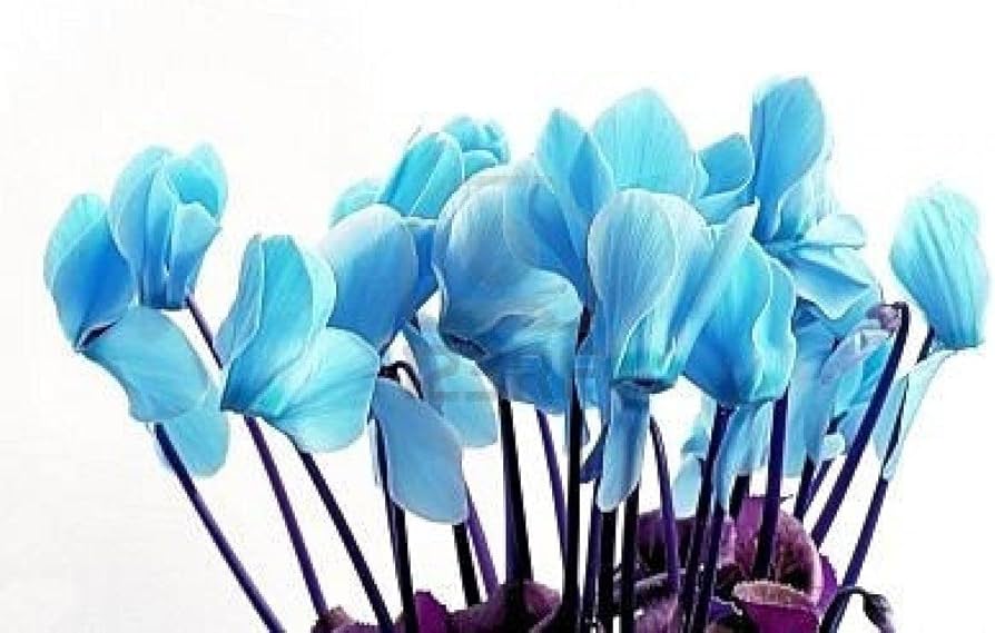 Blau Alpenveilchen Blumensamen zur Aussaat kompakt Wuchs Traditionssorte & ohne Gentechnik Samen Hausgarten