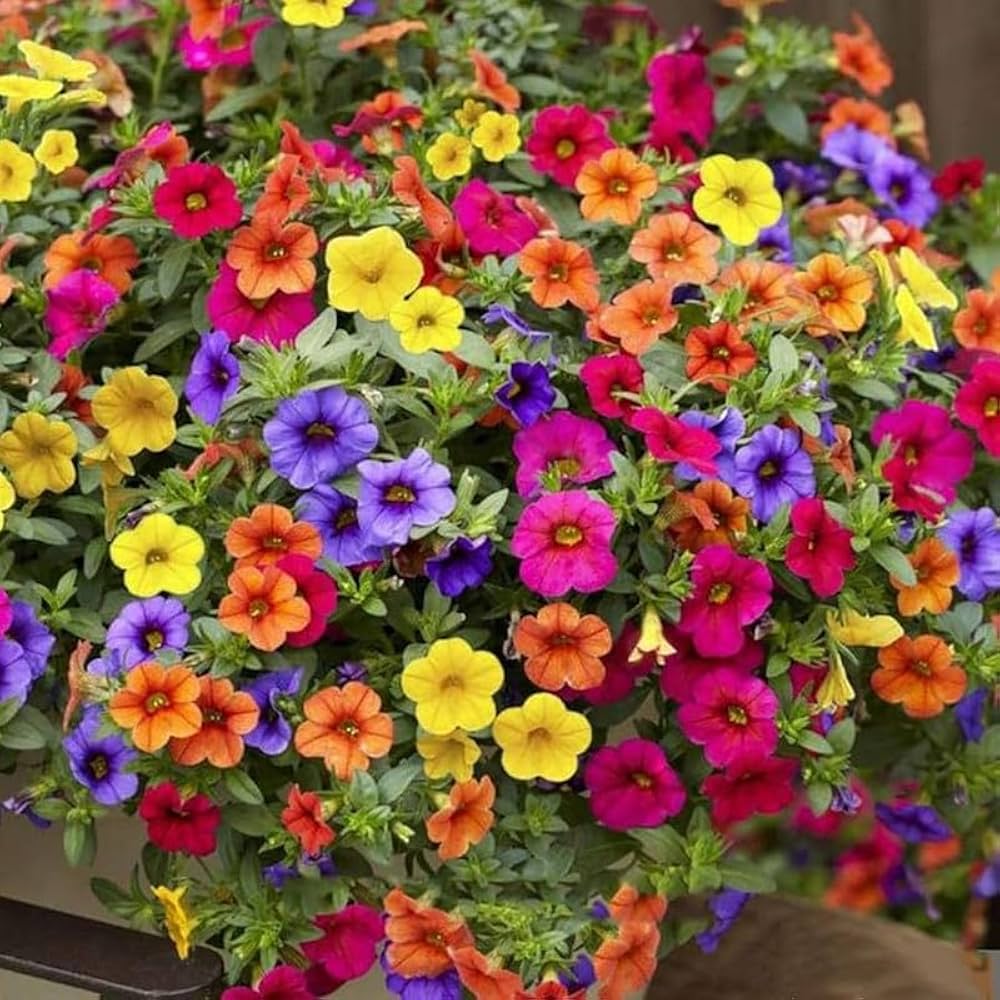 Petunie Petunie spp. Samen zur Aussaat Blume Beet und Garten House