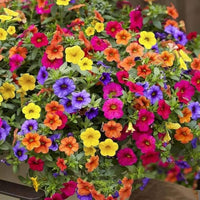 Petunie Petunie spp. Samen zur Aussaat Blume Beet und Garten House