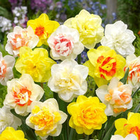 gefüllt Gemischt Petals Narzisse Narzisse Blumensamen zur Aussaat robust Sorte Traditionssorte & ohne Gentechnik Samen Hausgarten