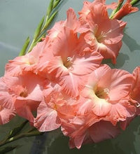 Peach gladiolus blume samen for anpflanzung - cut blume favorite, heirloom & gmo free samen for home garten
 
 sale for anpflanzung in home garten