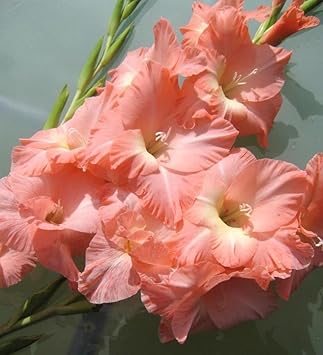 Peach gladiolus blume samen for anpflanzung - cut blume favorite, heirloom & gmo free samen for home garten
 
 sale for anpflanzung in home garten