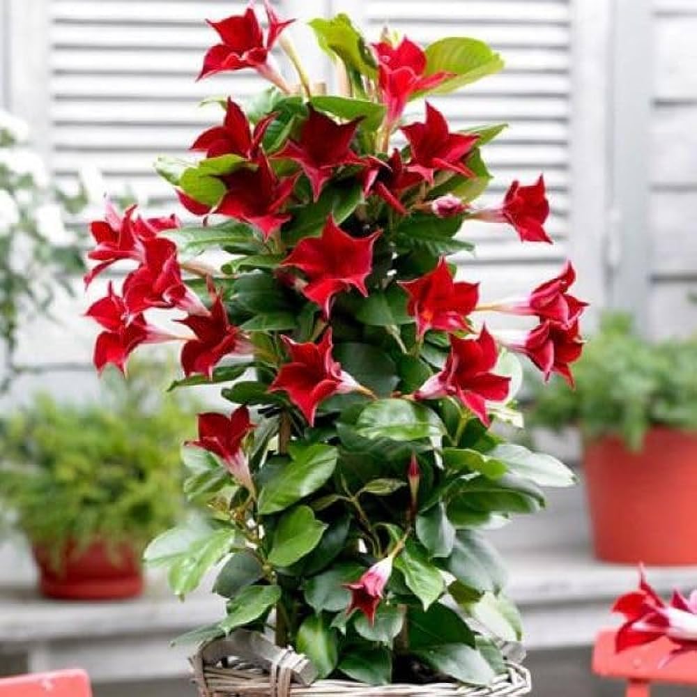 Sanderi blume samen for anpflanzung shade tolerant heirloom & gmo free samen for home garten 
 
 sale samen for home garten anpflanzung