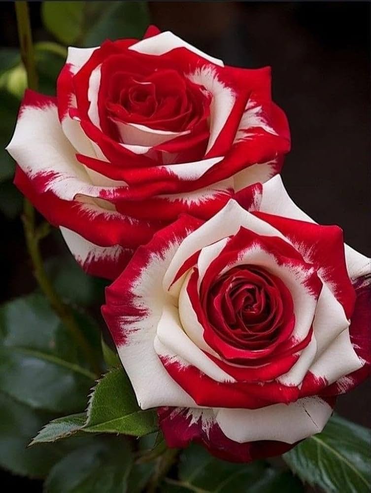 Rarest Weiß Knight Rose Blumensamen zur Aussaat hochwertige Qualitäts- ideal für Ihren Garten Traditionssorte & ohne Gentechnik Samen Hausgarten