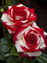 Rarest Weiß Knight Rose Blumensamen zur Aussaat hochwertige Qualitäts- ideal für Ihren Garten Traditionssorte & ohne Gentechnik Samen Hausgarten