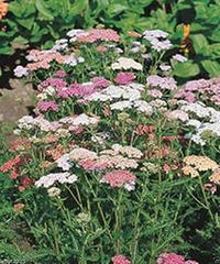 Lila Achillea / Yarrow Samen Lila Blüten
