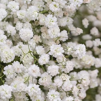 Baby's-breath blume samen for anpflanzung - bright blooms, heirloom & gmo free samen for home garten
 
 sale for anpflanzung in home garten.