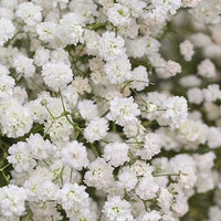 Baby's-breath blume samen for anpflanzung - bright blooms, heirloom & gmo free samen for home garten
 
 sale for anpflanzung in home garten.