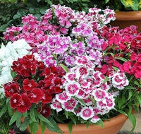 Nelke Barbatus Samen zur Aussaat Hausgarten Blume Beet