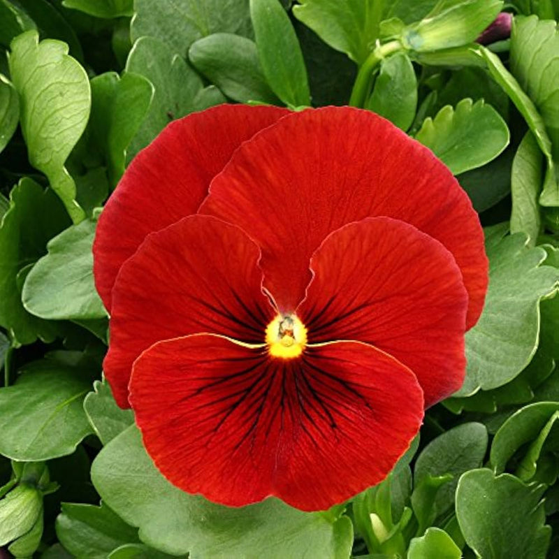 Pansy blume samen for anpflanzung - colorful display, heirloom & gmo free samen for home garten
 
 sale for anpflanzung in home garten.