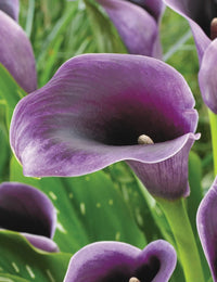 Calla lila blume samen for anpflanzung - cottage garten essential, heirloom & gmo free samen for home garten
 
 sale for anpflanzung in home garten