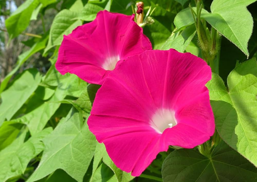 New Guinea Impatiens Divine Rosa Samen üppig Shaded Aussaat