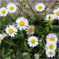 Mixed karvinskianus profusion blume samen for anpflanzung - perfect for borders, heirloom & gmo free samen for home garten
 
 sale for anpflanzung in home garten