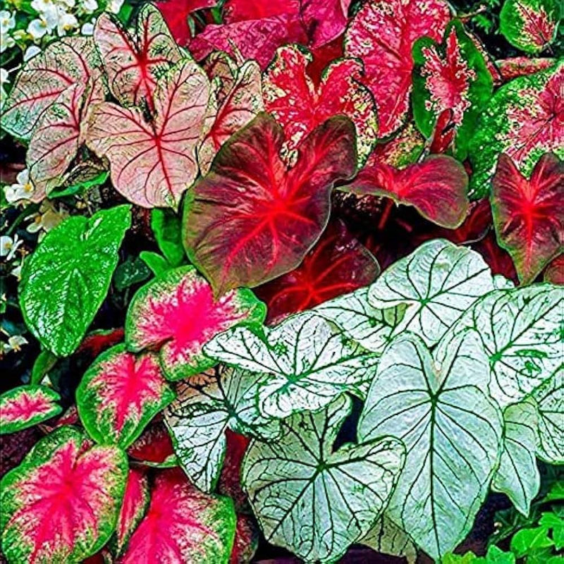 Caladium Mischung Samen zur Aussaat leuchtend Foliage Garten und Indoors