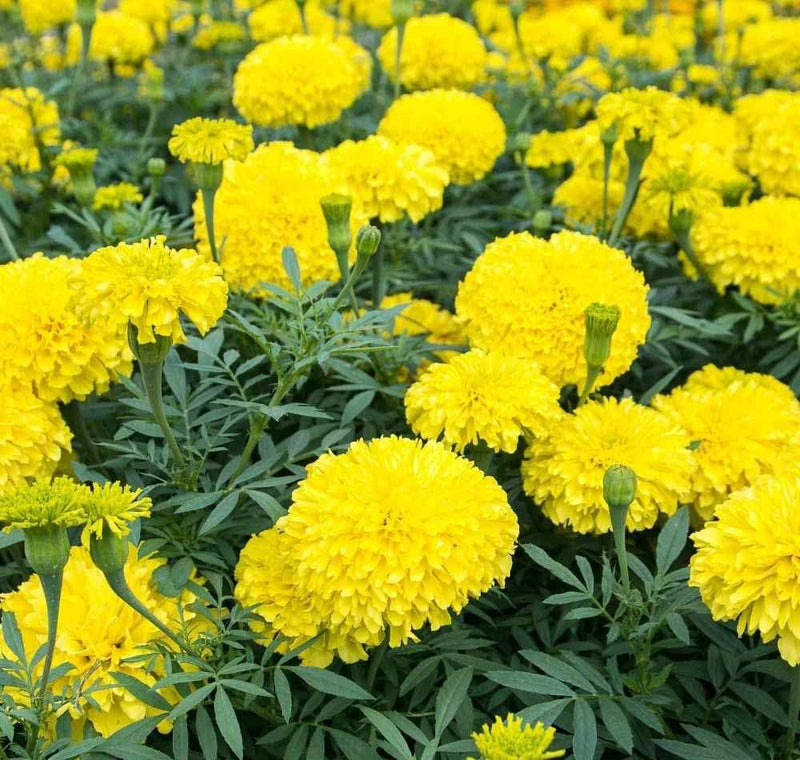 Gelb duftend Blumensamen zur Aussaat – lang Blüte Saison – Traditionssorte & ohne Gentechnik Samen Hausgarten