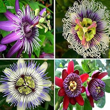 Mix passiflora blume samen for anpflanzung - fragrant blossoms, heirloom & gmo free samen for home garten
 
 sale samen for anpflanzung in home garten