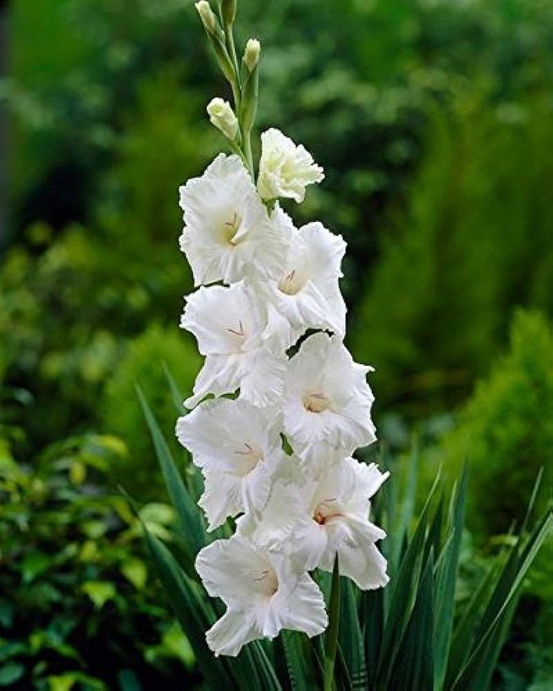 Weiß Gladiole Blumensamen Wildblume Mischung Traditionssorte & ohne Gentechnik Samen Hausgarten