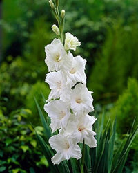 Weiß Gladiole Blumensamen Wildblume Mischung Traditionssorte & ohne Gentechnik Samen Hausgarten