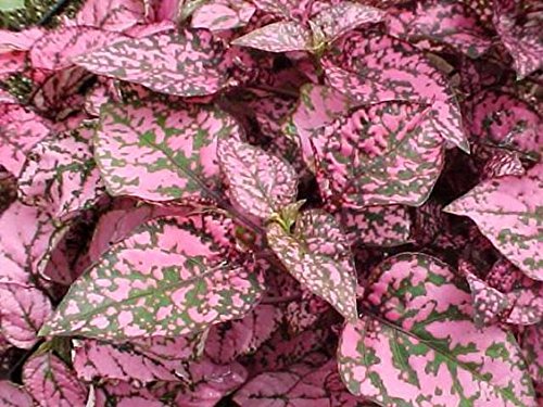 Rosa Grün Hypoestes Splash Blumensamen zur Aussaat – leuchtend Blüten – Traditionssorte & ohne Gentechnik Samen Hausgarten