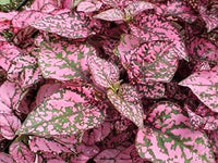 Rosa Grün Hypoestes Splash Blumensamen zur Aussaat – leuchtend Blüten – Traditionssorte & ohne Gentechnik Samen Hausgarten