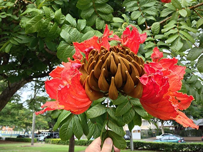 African Tulpe Baum Samen Growing tropisch blühend Trees