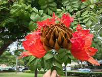 African Tulpe Baum Samen Growing tropisch blühend Trees