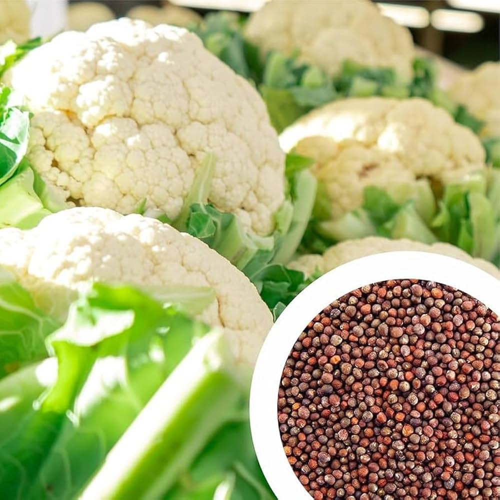 Cauliflower Samen zur Aussaat Brassica Oleracea vegetable patch urban Garten