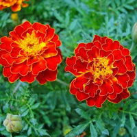 Rot blume topf blume samen for anpflanzung - vibrant colors, heirloom & gmo free samen for home garten
 
 sale samen for home garten